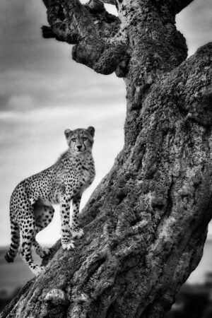 Cat Curiosity