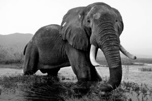 Giant