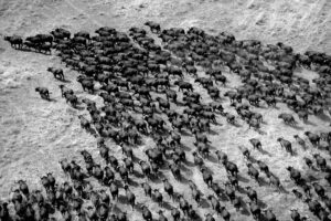 Horn of the Buffalo