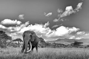 Ivory Clouds