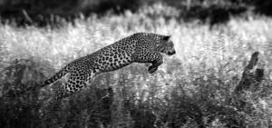 Leaping Leopard