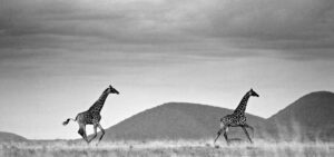 Maasai Giraffe
