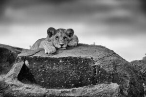 Pride Rock