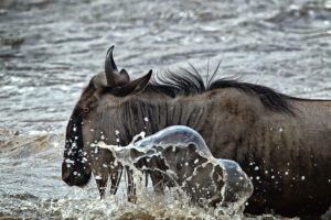 Boiling Waters