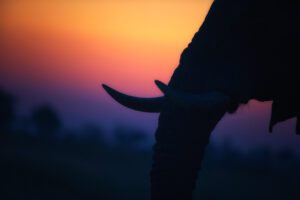 Elephant Time