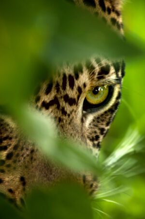 Eye of the Leopard