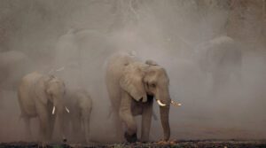 Ghost Elephants