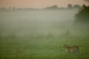 Ghost in the Mist