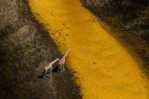 Golden Threads