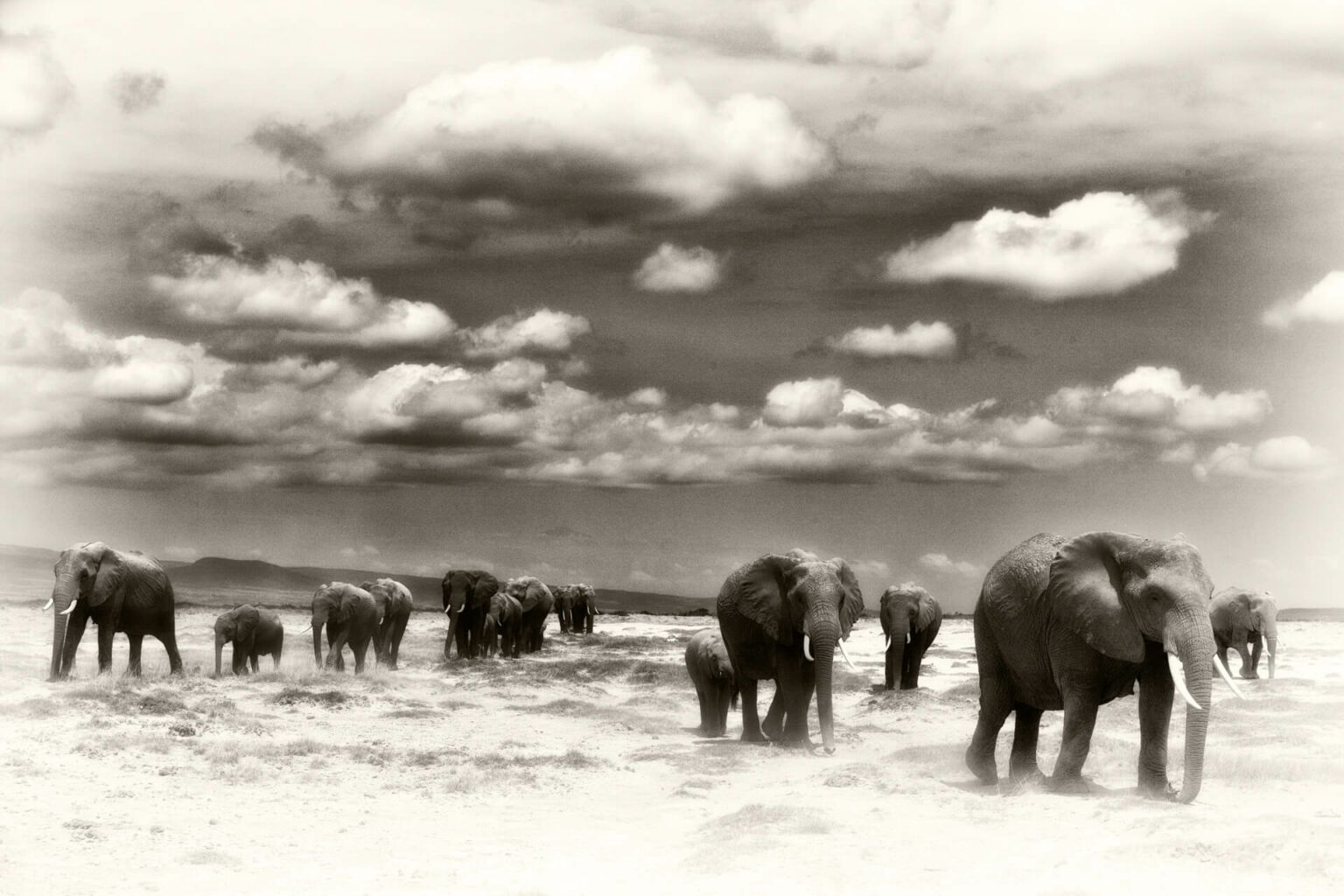 Sepia Beverly Joubert Fine Art Photography