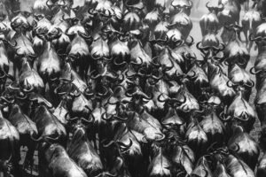 Mass Migration
