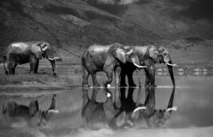Reflections of Elephants