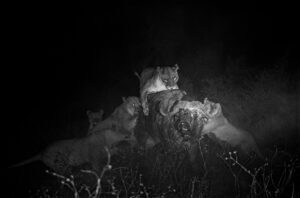 Nocturnal Ways