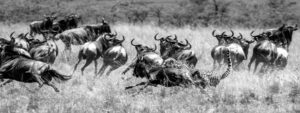 Speed and Determination