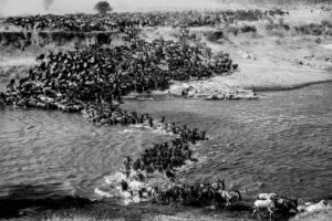 Million Animal March