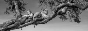 Ruling from the Treetops