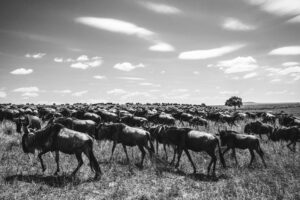 The Gathering of the Herds