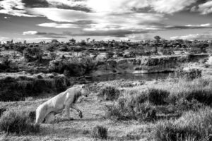 Lion-scape