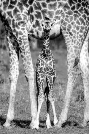 Motherly Protection