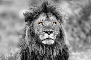 Portrait of a King