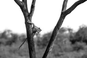 Surefooted
