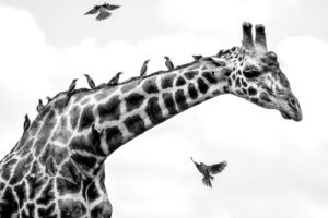 Symbiotic Relationship