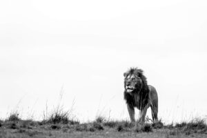 The Overseer