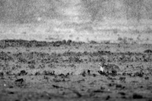 The Veiled Hunt