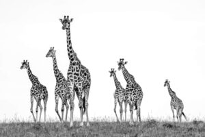 Towering the Savannah