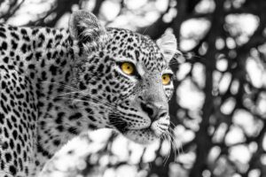 The Stare