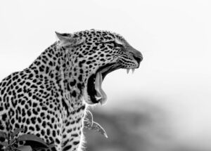 Exquisite Power