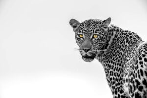 Inquisitive