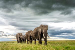 Mara Storms