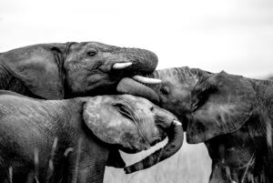 Play Time
