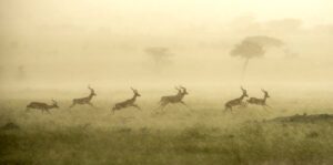 Rain Dance