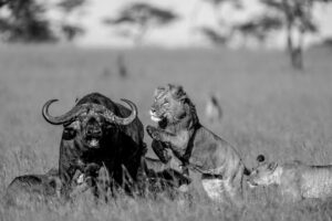 Serengeti Attack
