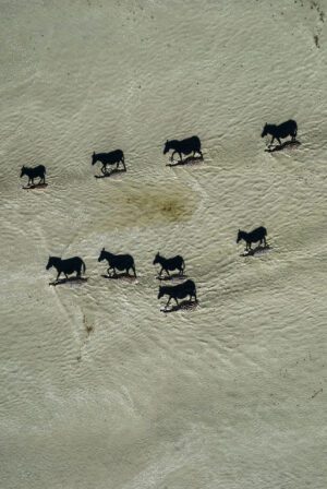 Shadow March