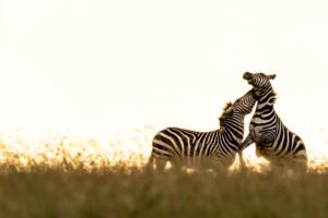 Striped Confrontation