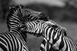 Striped Debate