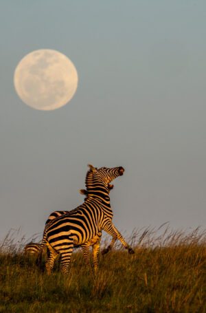 Supermoon Duel