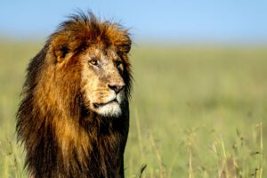 The King