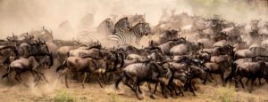 The Rush