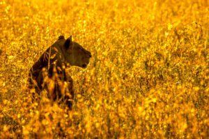 Threads of Gold