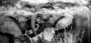 Tussle
