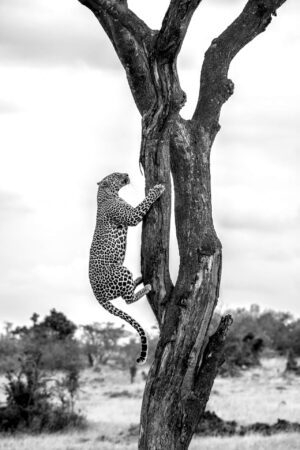 Vertical Ascent