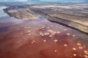 Red Algae White Salt