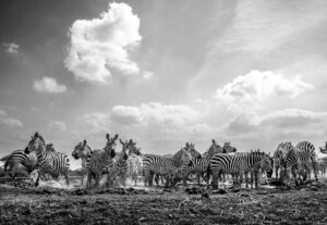 Restless Herds