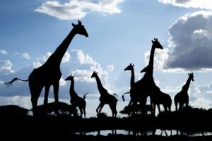 Silhouette Giants