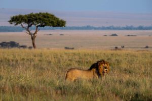 Patrolling the Savannah
