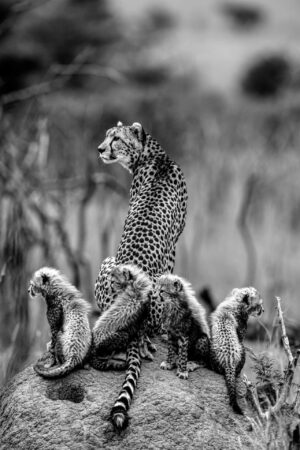 Cheetah Hope